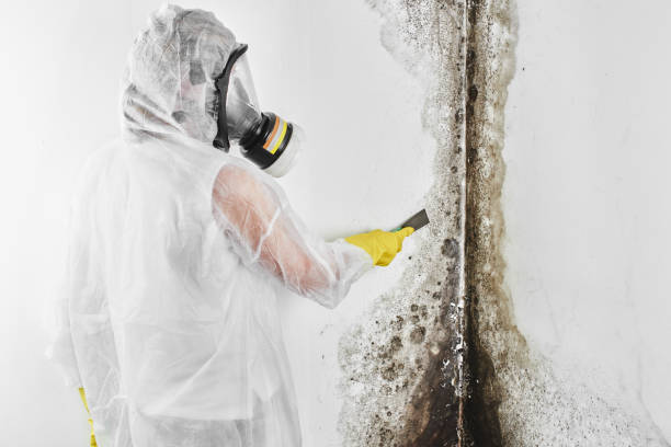 Best Basement Mold Remediation in Bort, GA