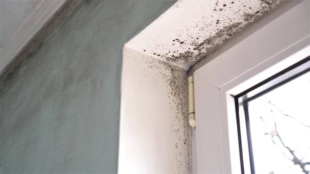 Best Attic Mold Remediation in Bort, GA