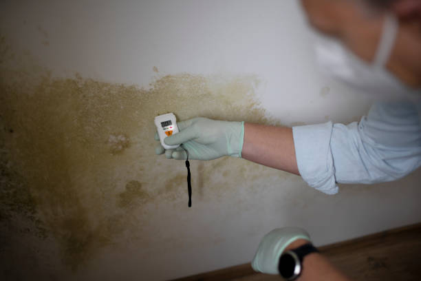 Best Bathroom Mold Remediation in Bort, GA