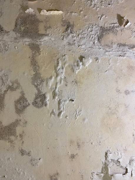 Best Mold Remediation for Specific Building Types in Bort, GA