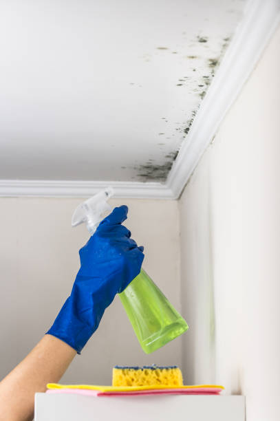 Best Crawl Space Mold Remediation in Bort, GA